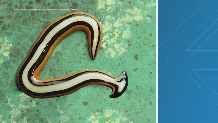 'Toxic' worms spotted in the Houston area
