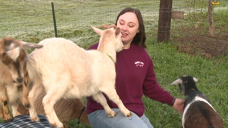 Goat yoga Mother's Day event in Wyoming County