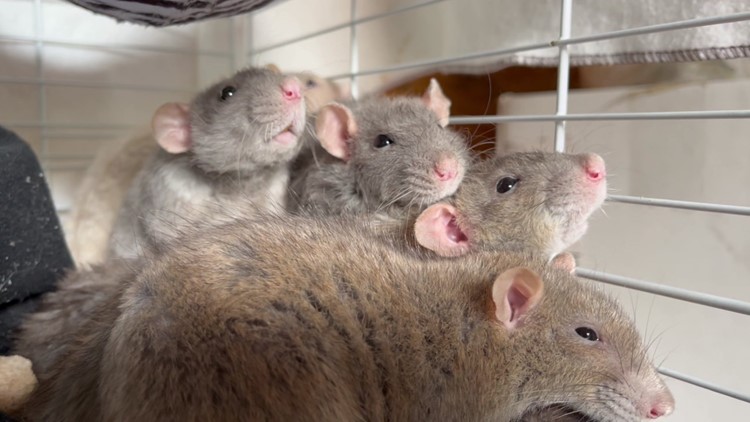 Shelters swamped by pet rats