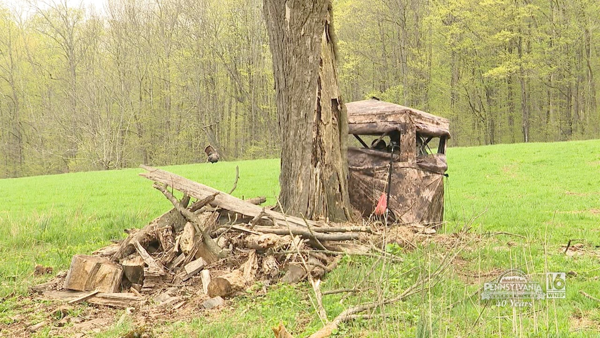 Non stop gobbler action right off the roost!