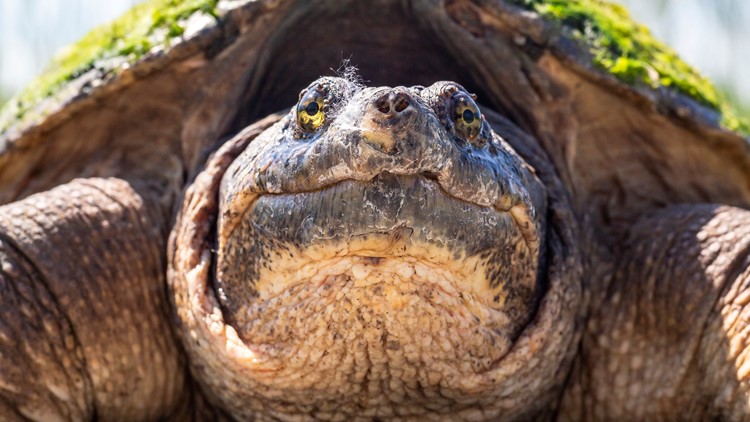 Giant snapping turtle dubbed 'Chonkosaurus' spotted in Chicago