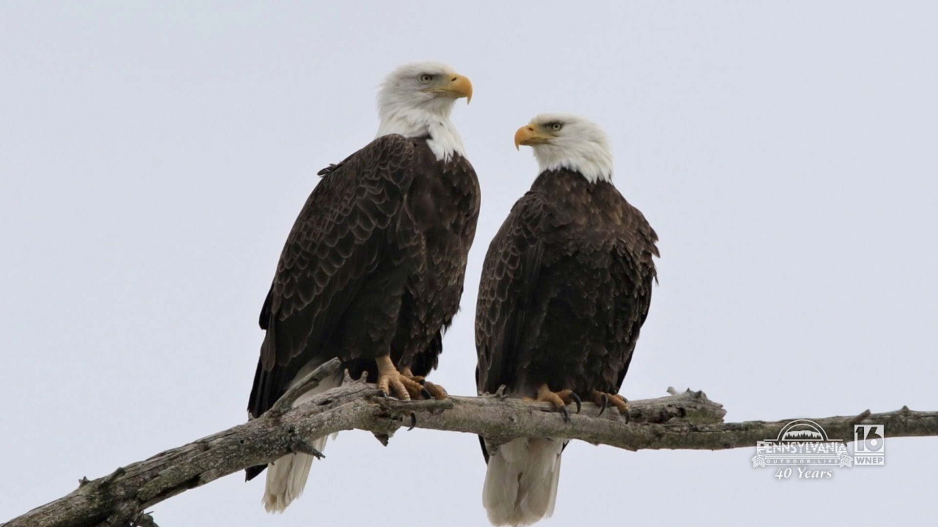 A landscaper obsessed with the American Bald Eagle.